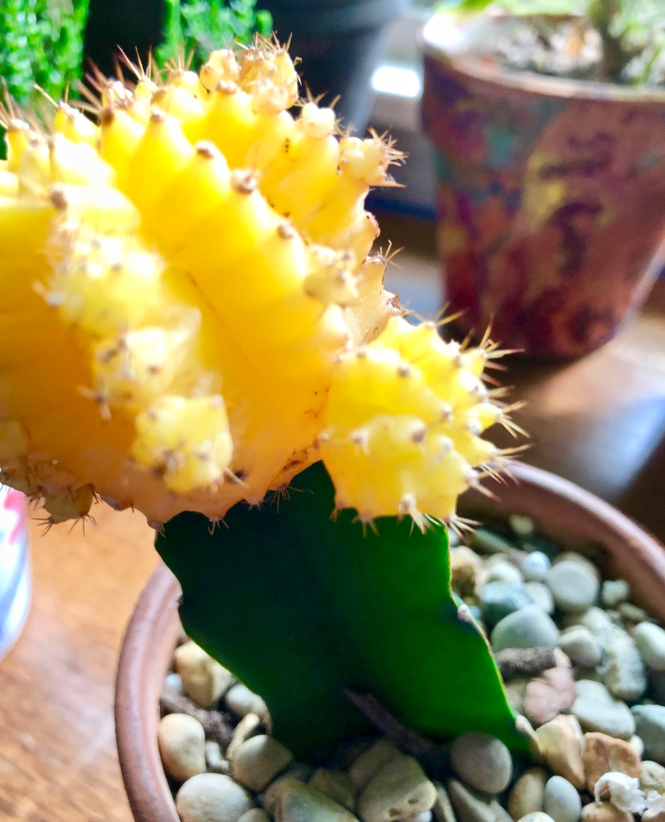 Lily's Indoor Jungle Moon Cactus Care and Tips