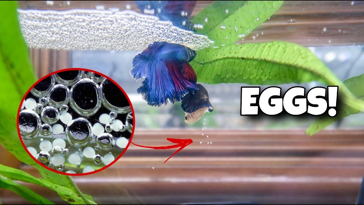 Betta 101 Làm sao để nhận biết trên tổ bọt cá Betta đã có trứng