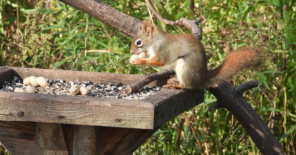 Bird & Travel Photos, Birding Sites, Bird Information SQUIRRELS WITH