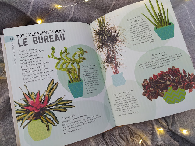 Arrêtez d’assassiner vos plantes d'intérieurs !  Larousse Arrêtez d’assassiner vos plantes d'intérieurs !  Larousse