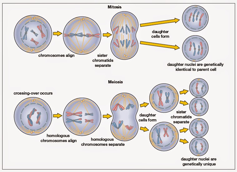 Гаплоидная клетка схема. Митоз мейоз 2 н. Размножение клетки таблица митоз. Схемы митоз и мейоз цветные. Фазы деления клетки митоз и мейоз.