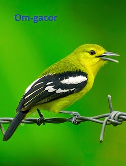 Budidaya Burung Cara Merawat Cipoh Sirtu Biar Gacor
