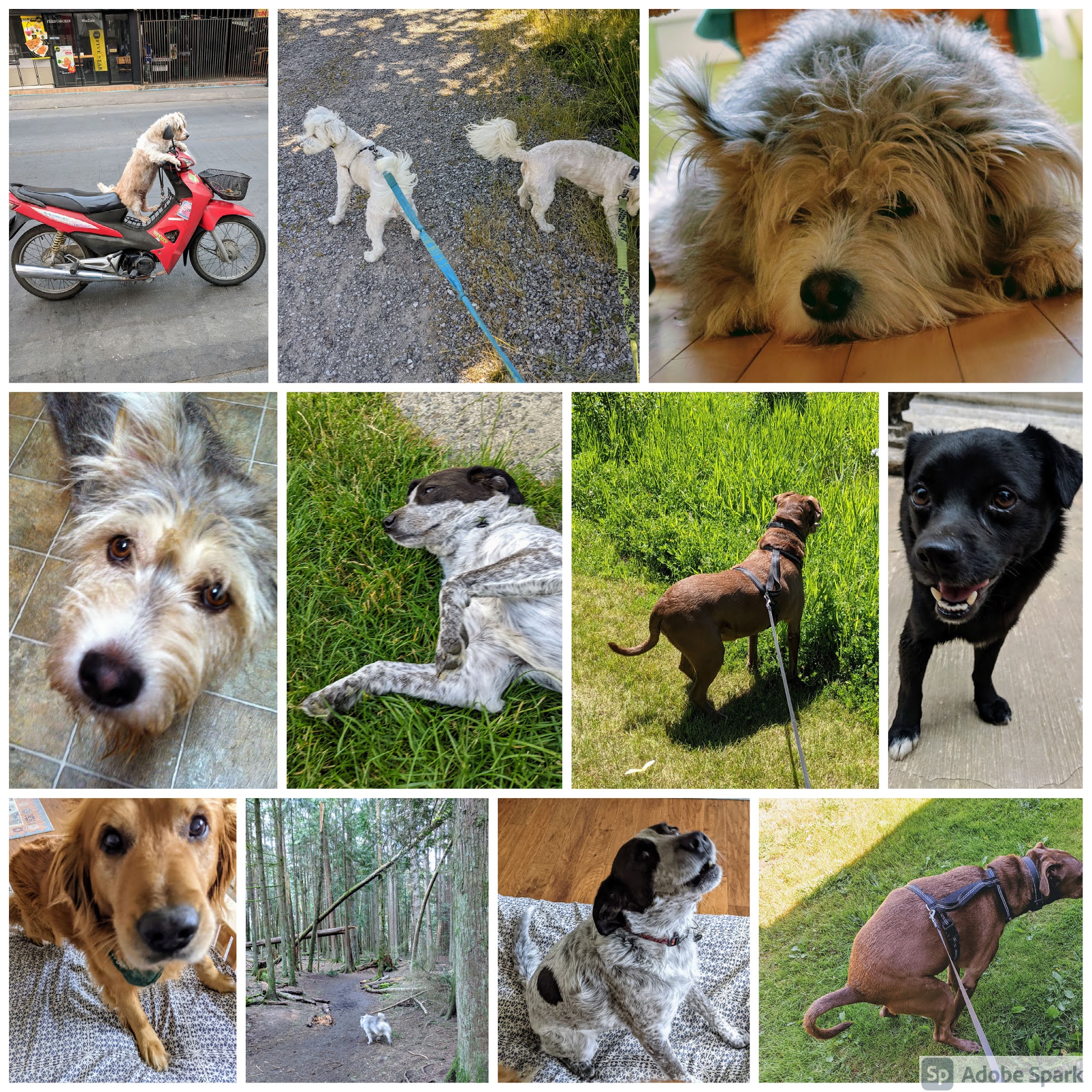 Northwest Pet Care