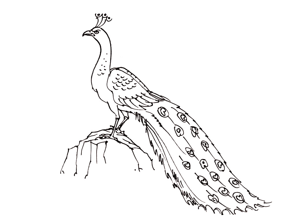 Tranh tô màu con chim công đuôi dài
