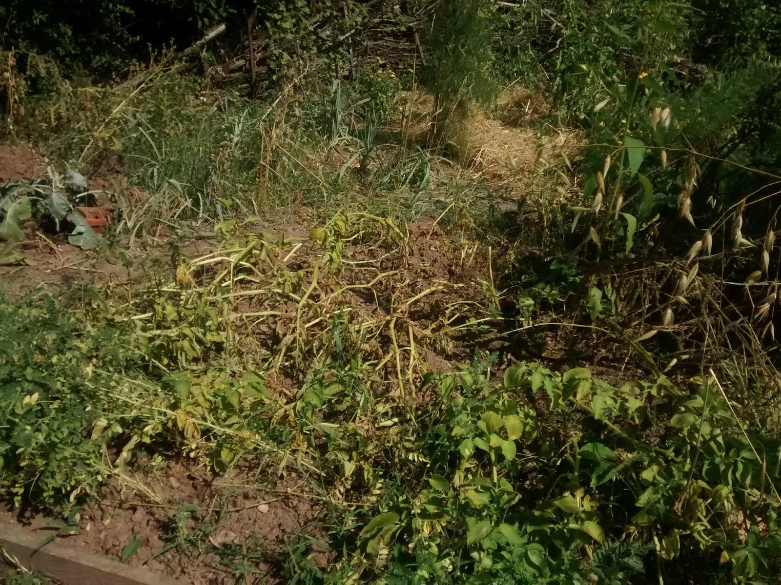 Garten Anfang Januar Bei 12 C Karl Erwin Und Die Frau Ein