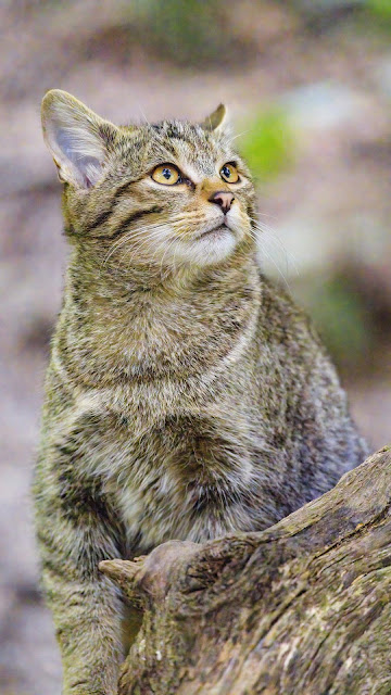 Wallpaper close-up image of a wild cat Wallpaper close-up image of a wild cat