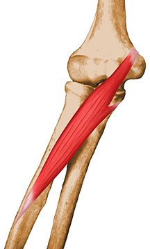 Muscles of the Upper Limb ~ Anatomy for MSP