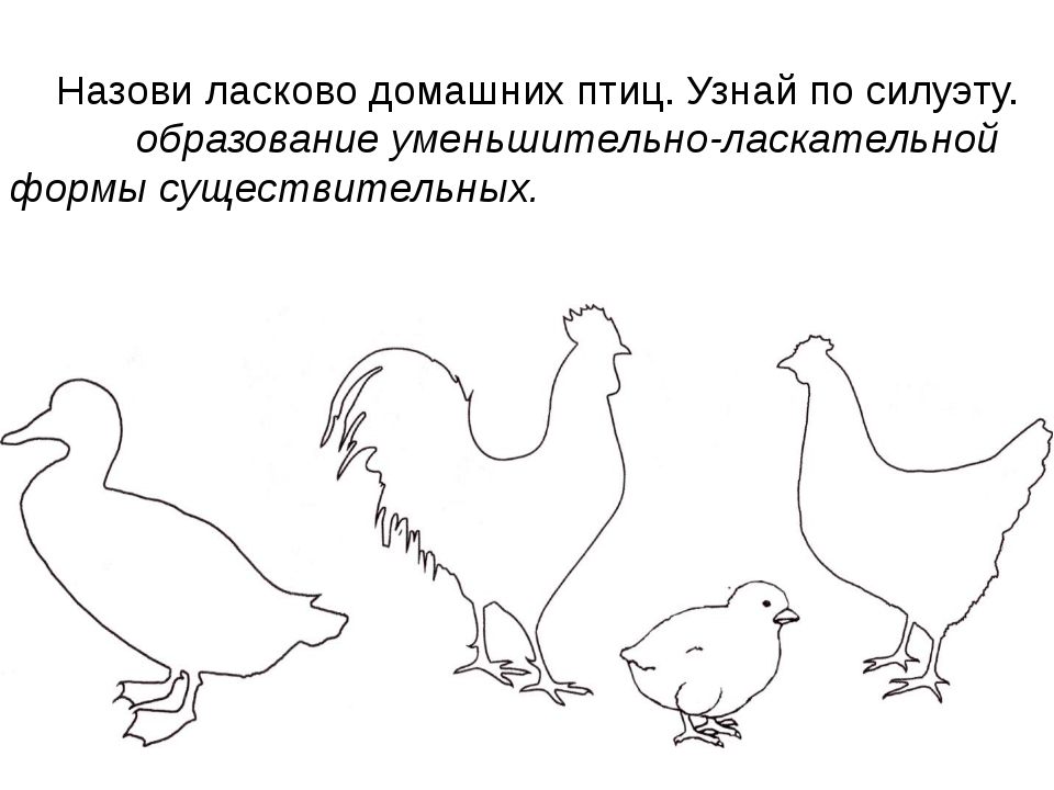 Домашние птицы задания для дошкольников. Домашние птицы задания для детей 6-7 лет. Домашние птицы задания для детей 4-5 лет. Лексическая тема домашние птицы задания. Задание для детей домашние птицы для дошкольников.