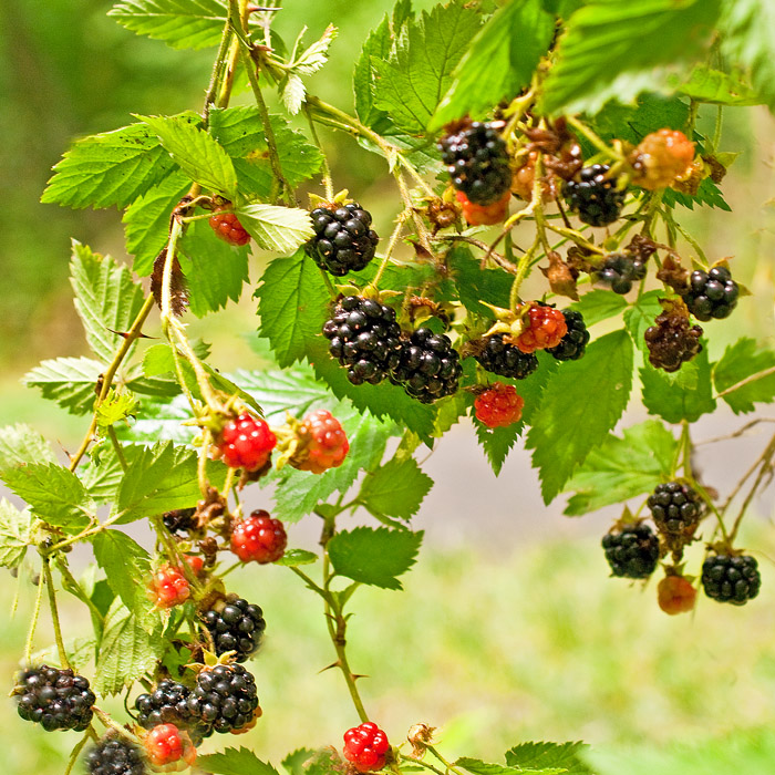 Blackberry (or Black Raspberry) Sauce-Simple, Summery, Sensational ...