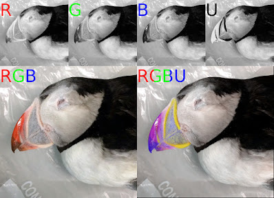 Similar image to above, but the subject is a frozen puffin focused on the beak. In the lower-right image, where a simulated four primary color image is presented with three primary colors, the beak shows a strongly contrasting color pattern not seen in the three color version.