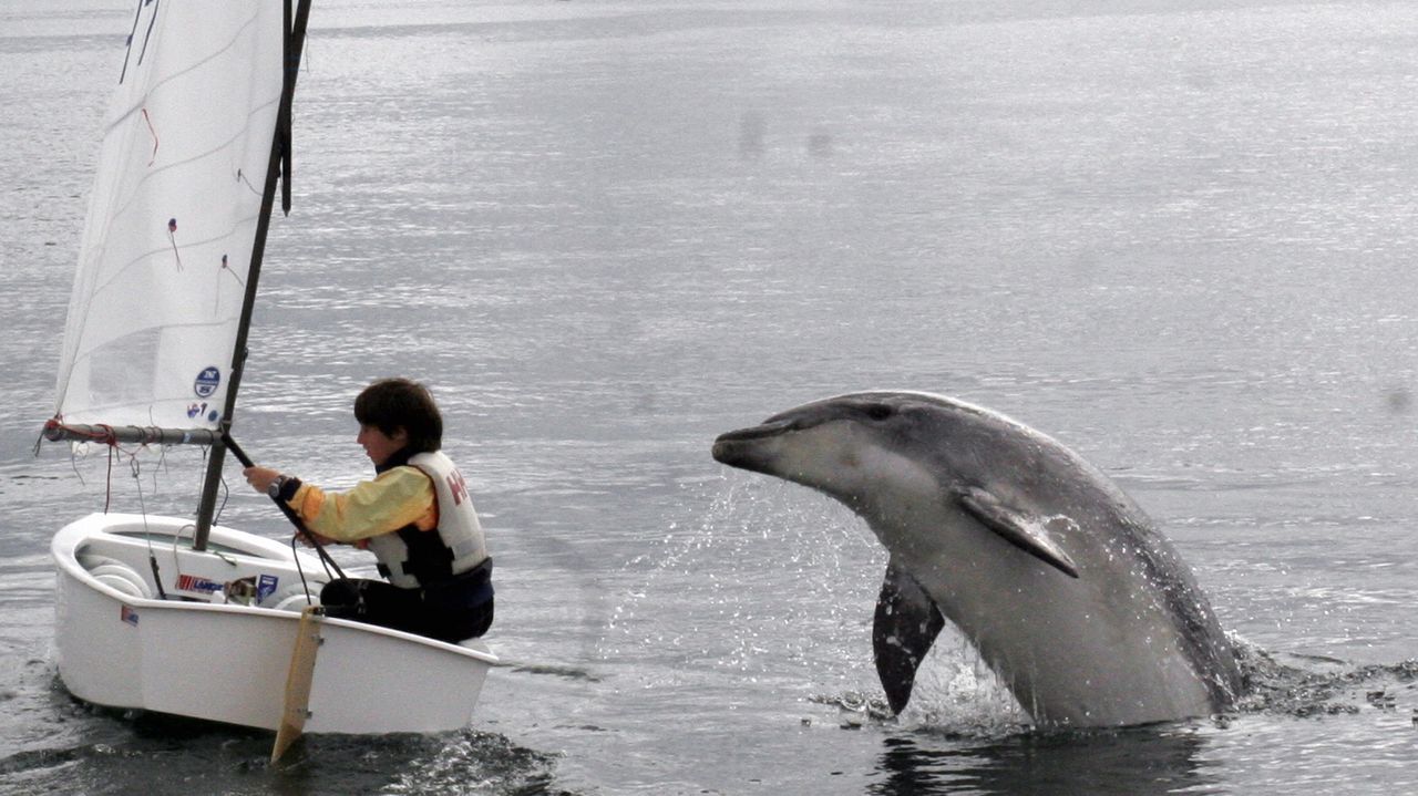 Eu que sei Confi sigue la estela de Gaspar, el delfín que sedujo a los