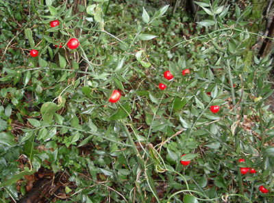 Rusco (Ruscus aculeatus)