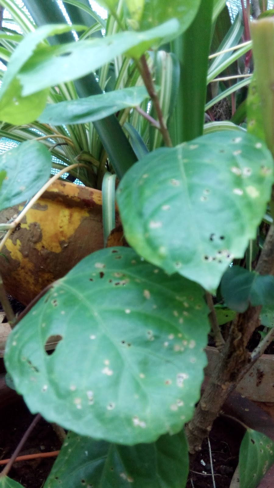 Garden Care Simplified Holes in Hibiscus leaves Save Garden Care Simplified Holes in Hibiscus leaves Save
