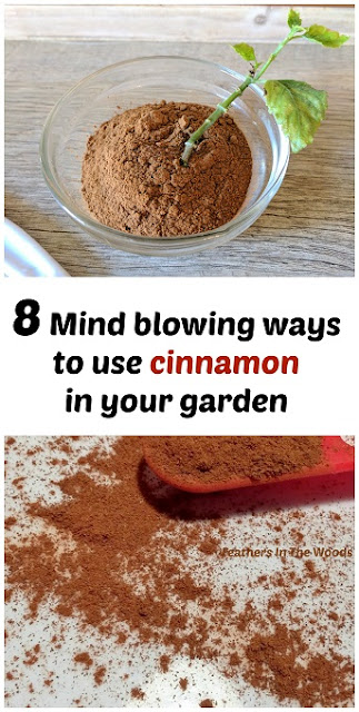 Using cinnamon in the garden