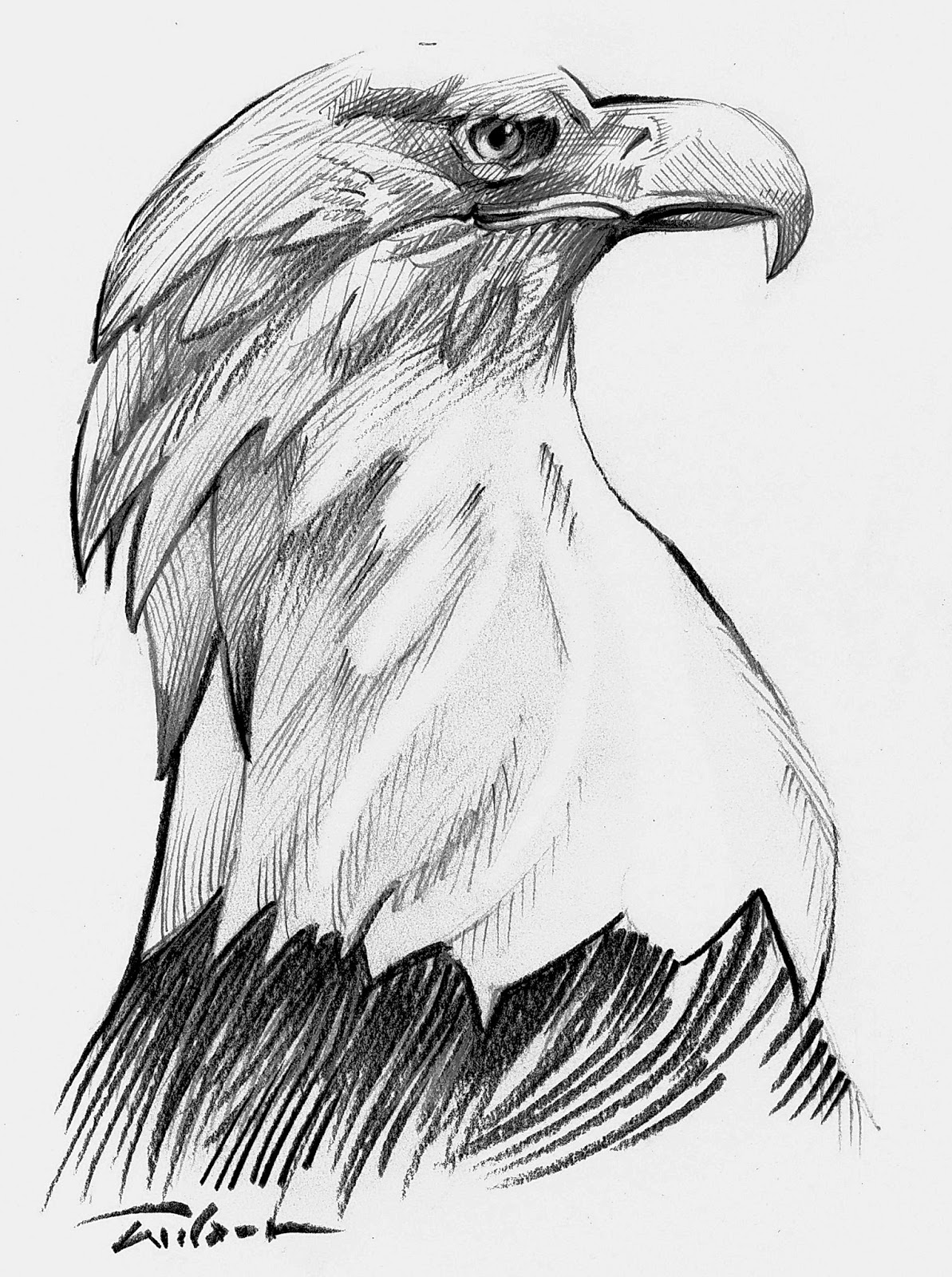 Рисунок орла. Орел карандашом. Рисунки Орлов. Рисунки Орлов для срисовки. Картинки орла карандашом.