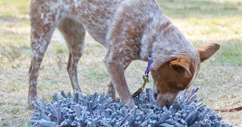 Paw5 Wooly Snuffle Mat Is One of the Best Dog Toys I've Bought