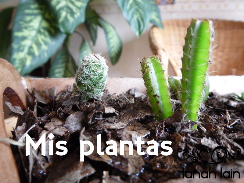 Mis plantas de sol y sombra