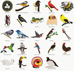 birds bird preschool names feather them different coloring pages kinds animal theme mural club animals species plan hate matter doesn