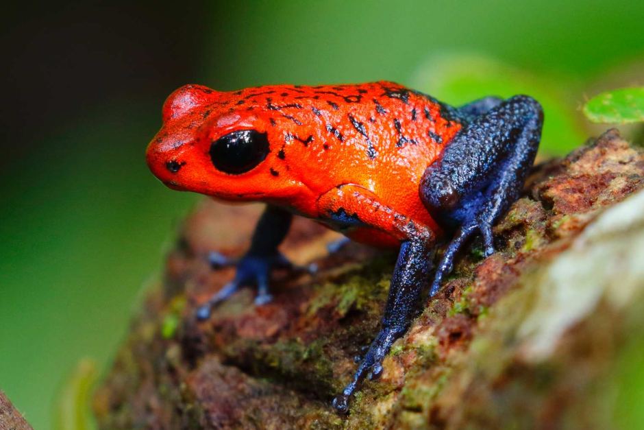 Poison dart frog facts (Dendrobatidae) colorful patterned frogs