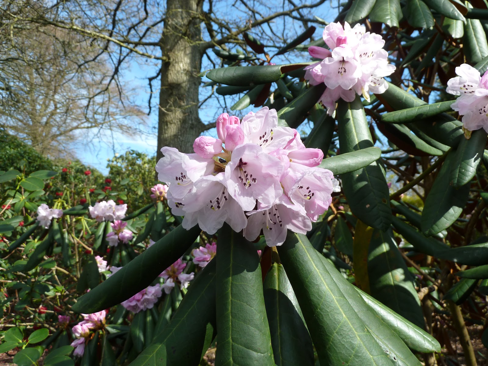 Rhododendron fulvum Cinnamoncoloured Rhododendron care and culture