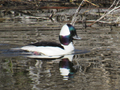 Lower Klamath Wildlife Refuge