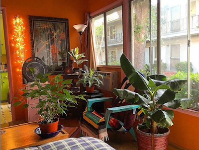 For instance, plants don’t only remove CO2 from the air, they also remove many poisonous toxins and pollutants also. Indoor gardening will end in beautiful decoration in your house also as cleaner air.