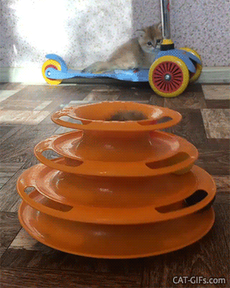 Funny Kitten GIF • Cute funny British shorthair kitty playing hide and seek in new toy Funny Kitten GIF • Cute funny British shorthair kitty playing hide and seek in new toy