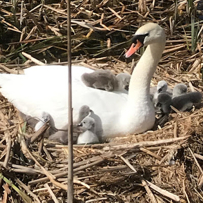 Photo of the nine cygnets at the Art Pavilion Lake on the nest with their mother