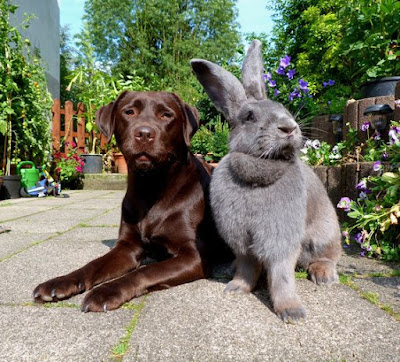 Flemish Giant Rabbits