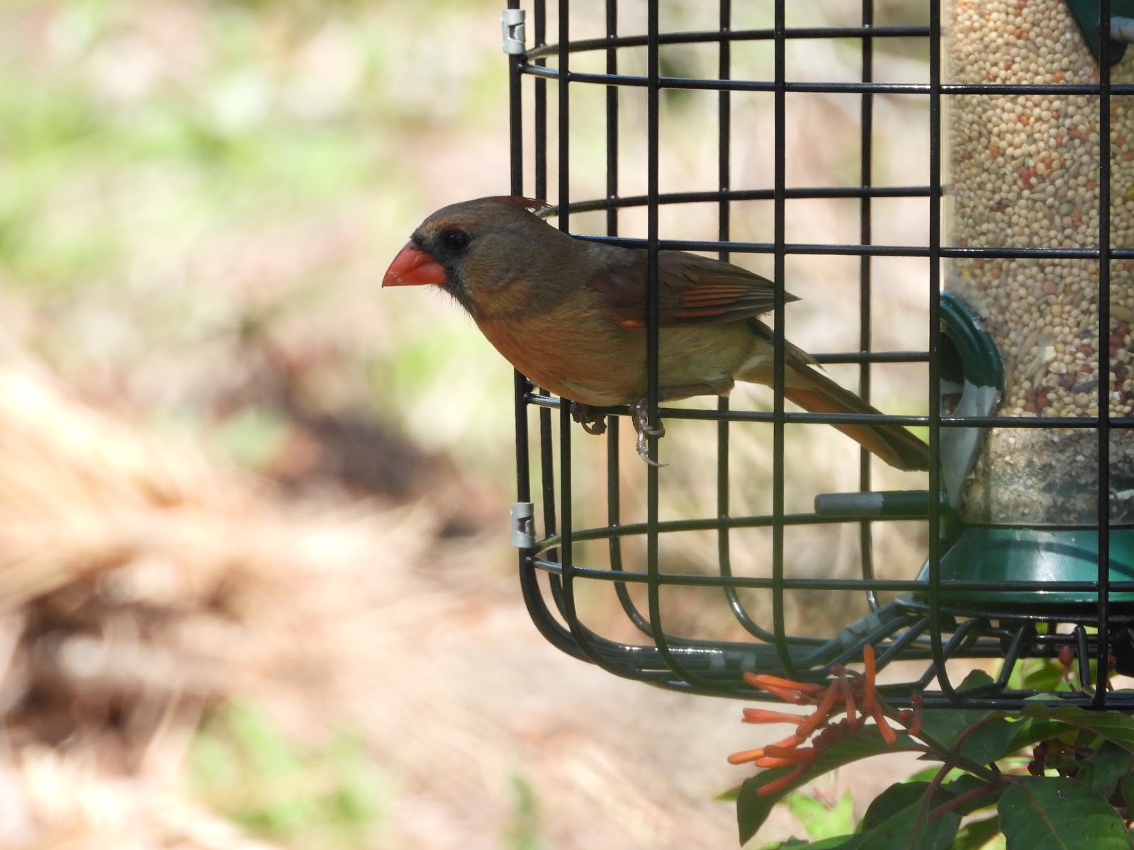 Bird & Travel Photos, Birding Sites, Bird Information FEMALE NORTHERN