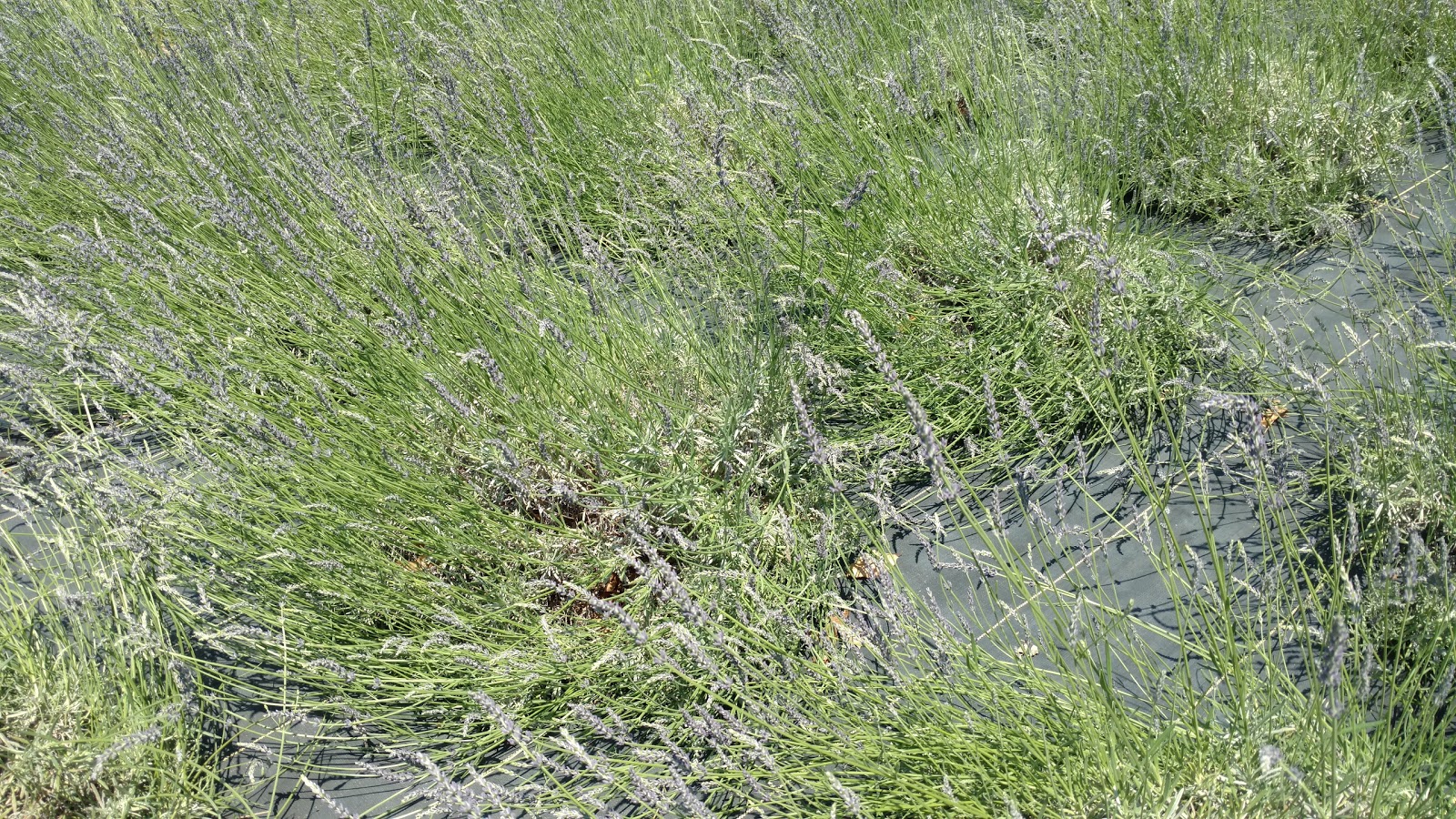 Live free or die Лаванда...(Pleasant Valley Lavender Farm,