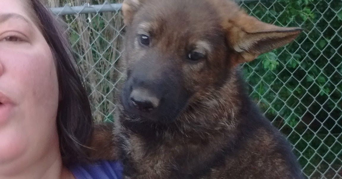 German Shepherd Puppy puppies pups pup ID Idaho North Central Southern