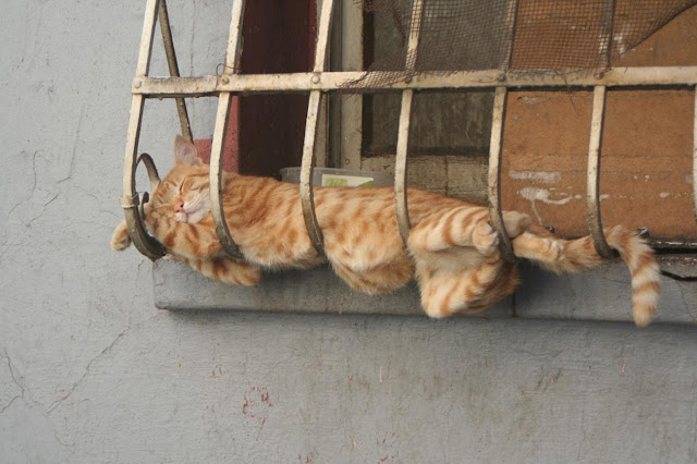 Как и где спят кошки
