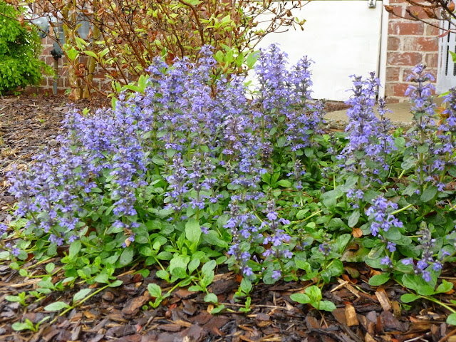 Side view of flower spikes on Ajuga genevensis (partial shade setting)