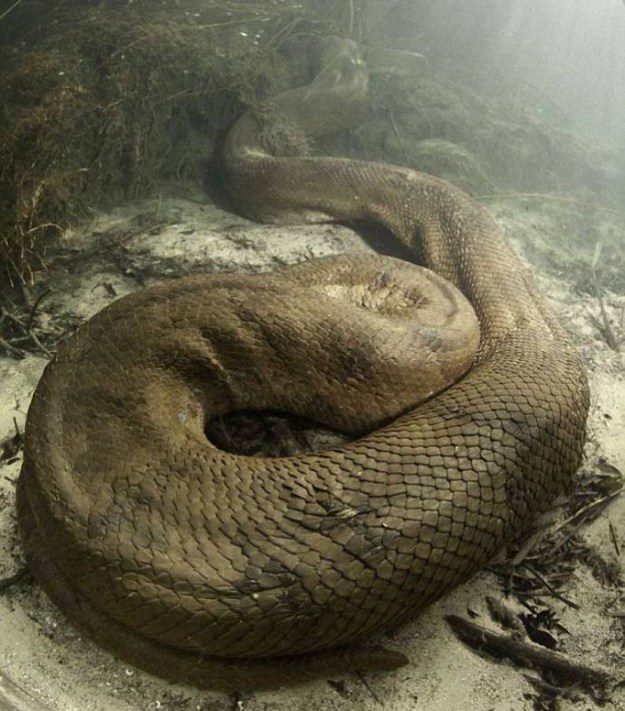 Pix Grove Photographer Filmed Anaconda Underwater