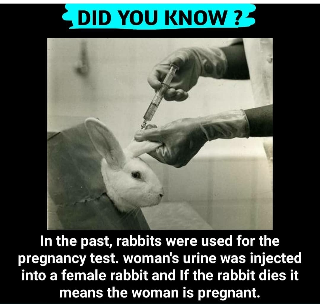 K Karthik Raja's Knowledge Library Rabbits used to test Pregnancy