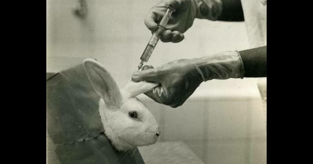 K Karthik Raja's Knowledge Library Rabbits used to test Pregnancy