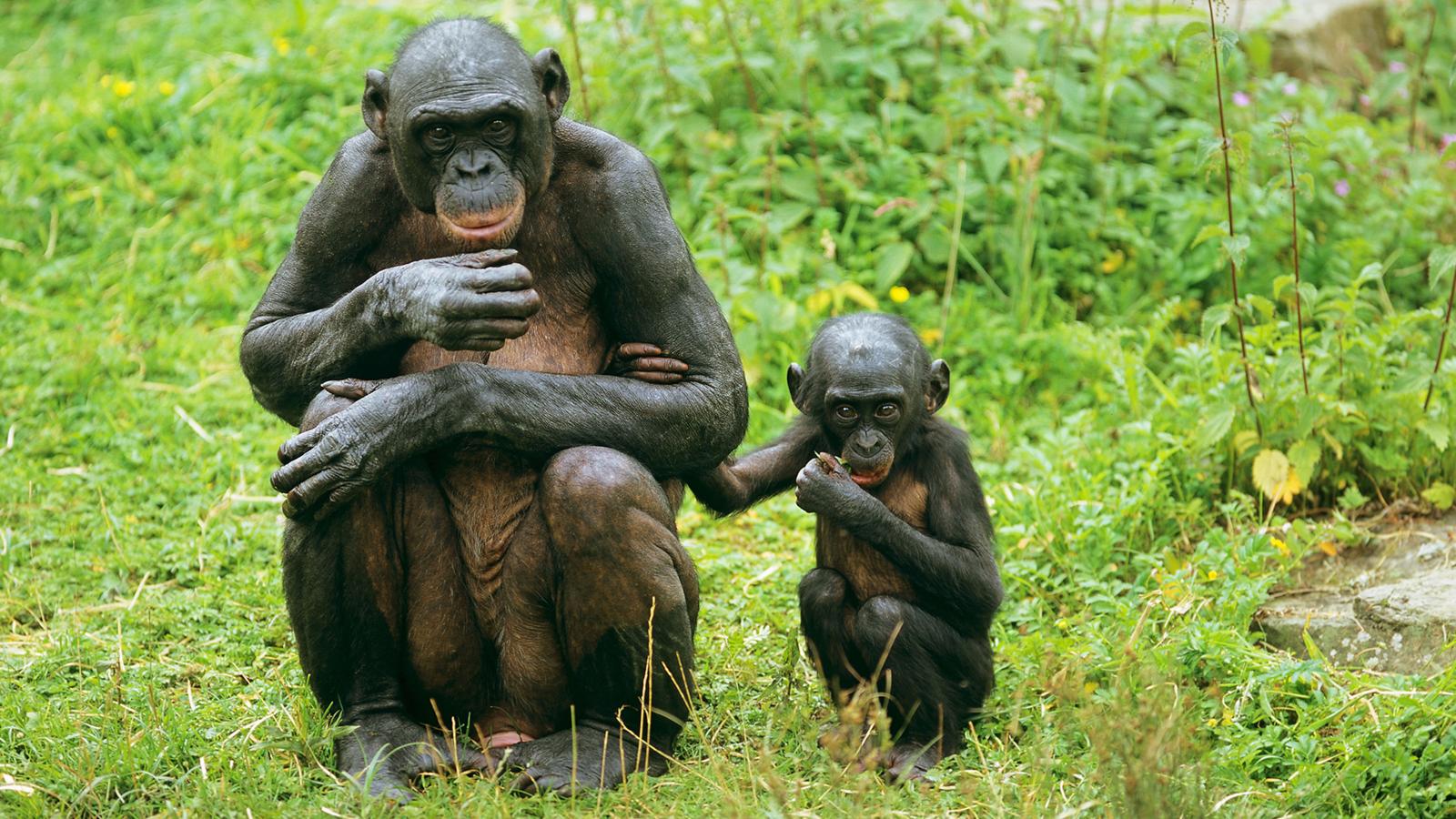 Do Bonobos Really Spend All Their Time Having Sex The Amazing World