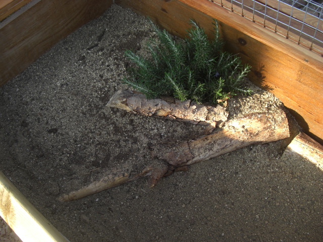 Rèptils Martínez & Lladó : Decorando los cajones para tortugas entre