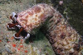 sea cucumber crestlead