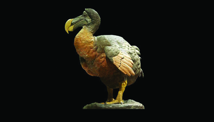 Dodo Burung Jinak Yang Punah Kajian Siswa