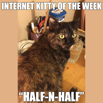 INTERNET KITTY OF THE WEEK!