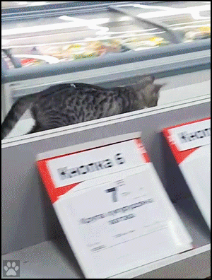 Funny Cat GIF • Kitty lost in a supermarket looking for the fish shop because he wants fresh shrimps Funny Cat GIF • Kitty lost in a supermarket looking for the fish shop because he wants fresh shrimps