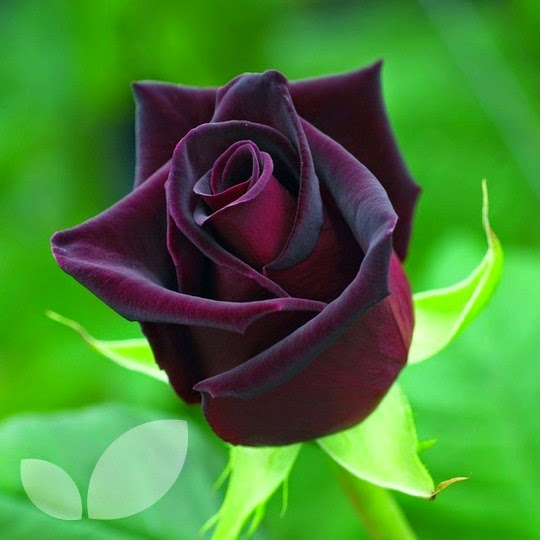 black roses in a garden
