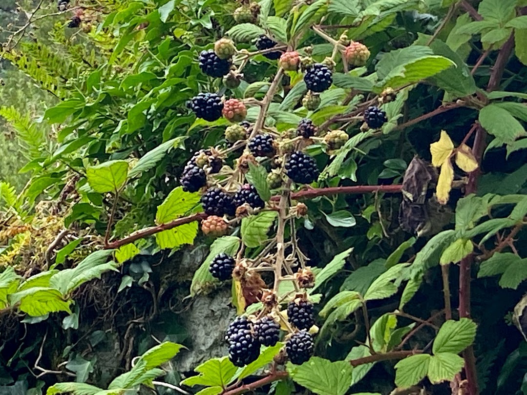Walking Tours of Galway Galway Walks Folklore, Haunted and History Tours with Brian Nolan