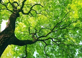 STEPS TO QUALITY TREE CARE OF YOUR DREAMS