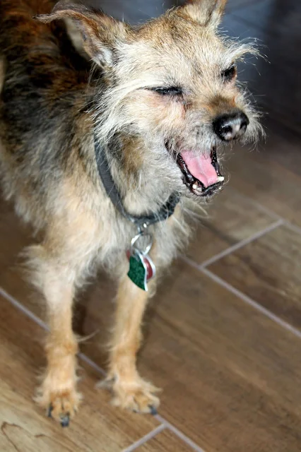 Dog yawning