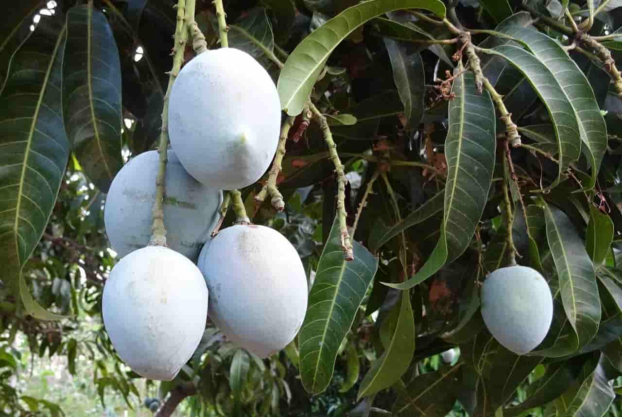 जाने मंगिफेरा इंडिका कौन सा फल है? Mangifera Indica in Hindi
