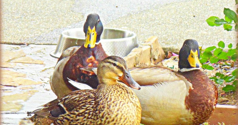 Comfort Spiral: My Two Drakes