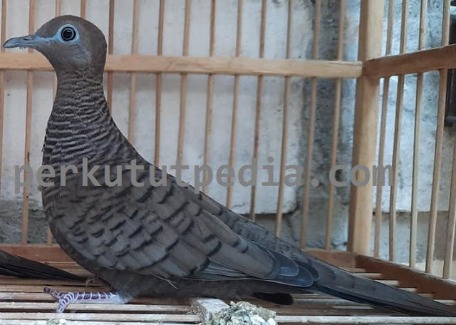 Perkutut Majapahit Perkutut Majapahit